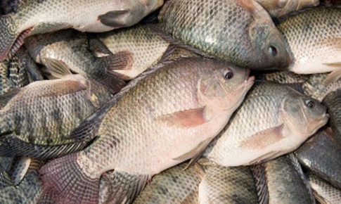 6 lợi ích sức khỏe hàng đầu của cá rô phi