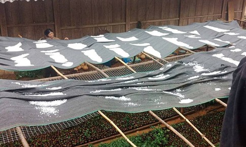 Mưa đá trắng xóa, dày đặc ở Sơn La làm hỏng hoa màu của người dân 