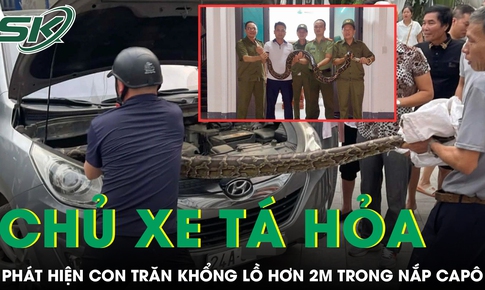 Chủ xe tá hỏa phát hiện con trăn khổng lồ hơn 2m nấp trong nắp capô ô tô con
