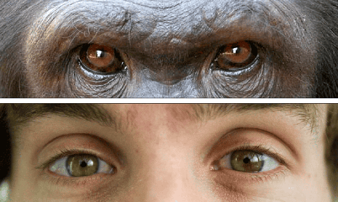 Tại sao con người có màu mắt khác các loài linh trưởng còn lại?