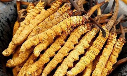 5 sai lầm phổ biến khi sử dụng đông trùng hạ thảo