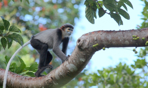 Những 'gia đình' voọc chà vá chân đen quý hiếm sinh sống tại Khánh Hòa