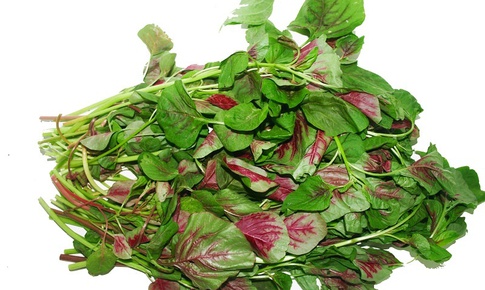 Rau dền – ‘kho’ canxi tự nhiên cho người trung niên và cao tuổi