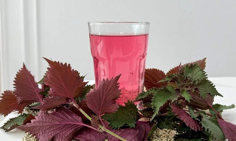 Bác sĩ chỉ ra những điều cần biết khi dùng nước lá tía tô