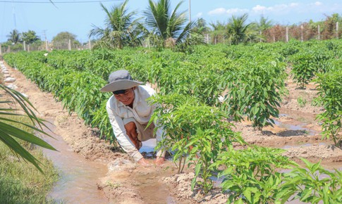Vùng đất ‘tâm hạn’ ở Khánh Hoà được hồi sinh