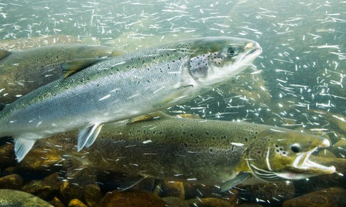 Phản ứng bất ngờ của cá hồi khi 'phê' cocaine