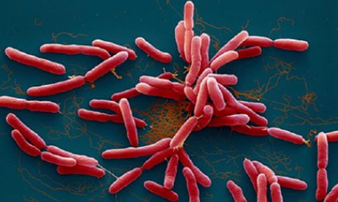 Bệnh Whitmore làm 23 người tử vong tại Thái Lan, Bộ Y tế khuyến cáo người dân 8 biện pháp phòng chống