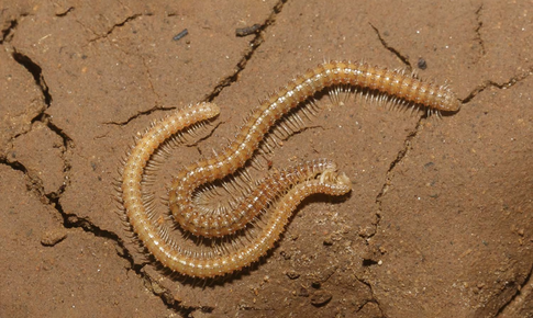 Sự đa dạng các loài động vật trong hang động lớn nhất thế giới