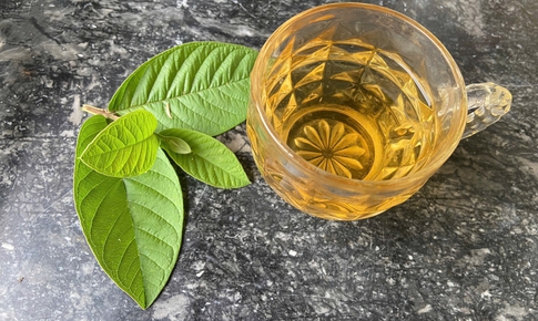 Uống nước lá ổi có tác dụng gì?