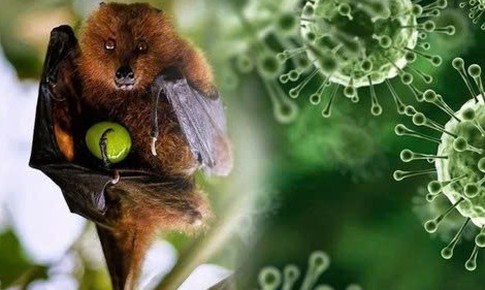 Trung Quốc ban hành hướng dẫn về virus Nipah