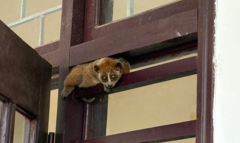 Cá thể linh trưởng quý hiếm đi lạc vào trụ sở trạm y tế