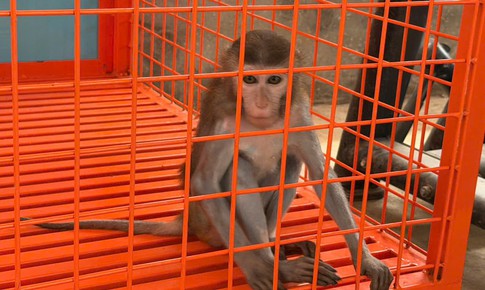 Phú Thọ: Khỉ vàng quý hiếm bị nhốt trong nhà dân nhiều năm