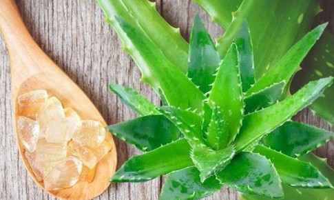 Nha đam có tác dụng gì?