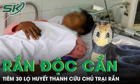 Tiêm 30 lọ huyết thanh cứu người chủ bị rắn độc cắn 