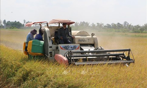 Giá gạo trong nước tăng, thị trường xuất khẩu vẫn chững nhịp