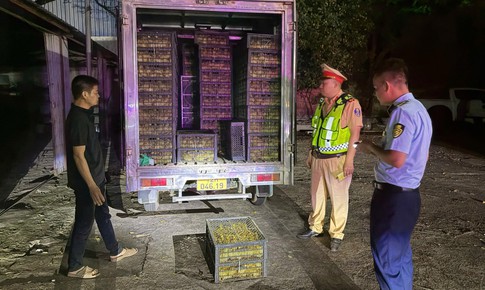 Quảng Ninh: Phát hiện xe tải chở 10.000 vịt con không rõ nguồn gốc trong đêm