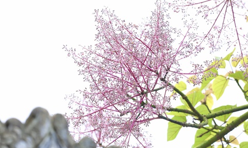 Lạc bước giữa sắc hoa ngô đồng nơi Hoàng cung Huế