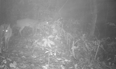 Loài động vật quý hiếm tưởng đã tuyệt chủng gần 100 năm bất ngờ xuất hiện