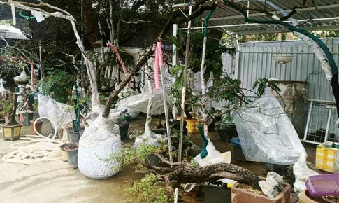Cây muội hồng sau khi tịch thu có thể trồng lại về tự nhiên không?