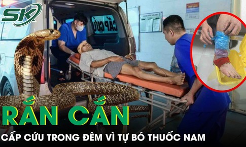 Rắn độc bò vào nhà cắn, người bệnh 41 tuổi phải cấp cứu trong đêm