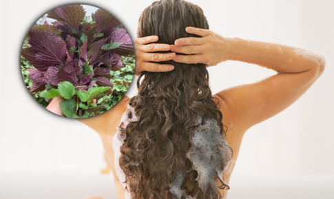 Rụng tóc nhiều, tham khảo một loại lá sẵn có là bí quyết kích thích mọc tóc con