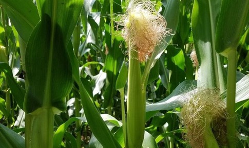 7 bài thuốc từ râu ngô cho người tăng huyết áp