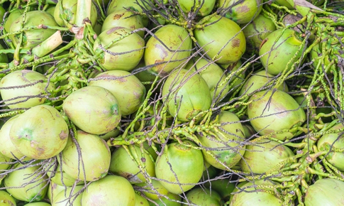 Uống nước dừa mỗi ngày huyết áp thay đổi như thế nào?