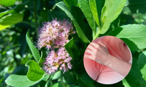 Tác dụng chữa đau nhức xương khớp của cúc tần