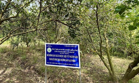 Dược liệu Việt Nam: Lợi thế vàng và cơ hội bứt phá trong kỷ nguyên công nghệ