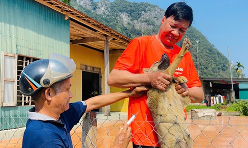 Đẩy mạnh các biện pháp phòng, chống khi bệnh dại vào mùa