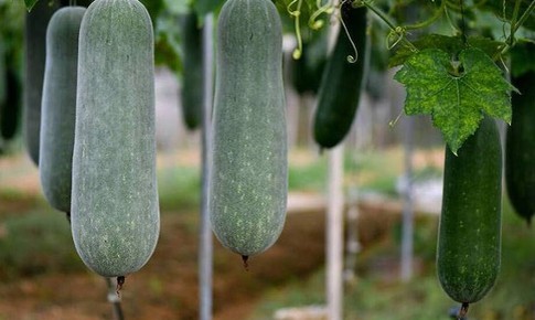 Bí xanh ngon, bổ dưỡng nhưng 4 nhóm người nên tránh