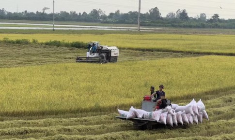 Giá gạo xuất khẩu tăng, thị trường lo ngại tác động của El Niño