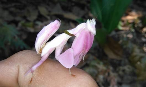 Xuất hiện động vật đẹp như hoa trên núi nổi tiếng ở Khánh Hòa