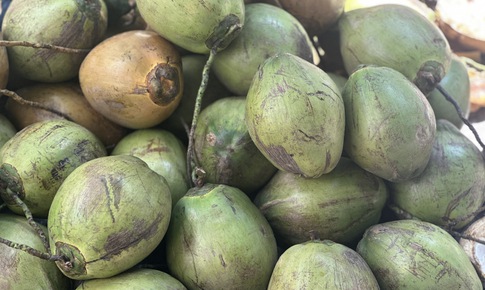 Uống nước dừa mỗi ngày cần biết điều này