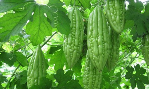 Dược thiện từ rau củ hỗ trợ ổn định huyết áp, mỡ máu và đường huyết