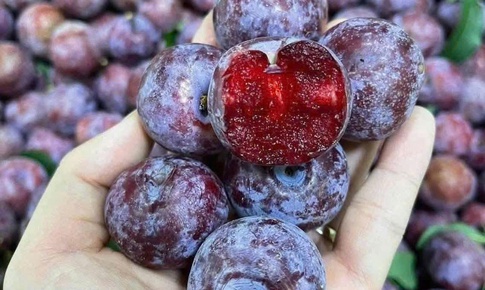 Quả mận có tốt không và những ai nên ăn mận?