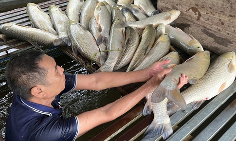 Vụ cá chết hàng loạt ở sông Lam: Mẫu nước đều nằm trong giới hạn cho phép