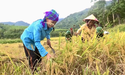 Video: Đồng bào Chứt vùng biên viễn thu hoạch những bông lúa vàng trĩu hạt