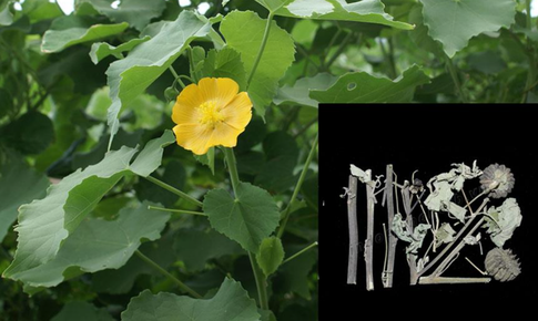 Loại cây mọc hoang tưởng vô dụng lại tốt cho sức khỏe