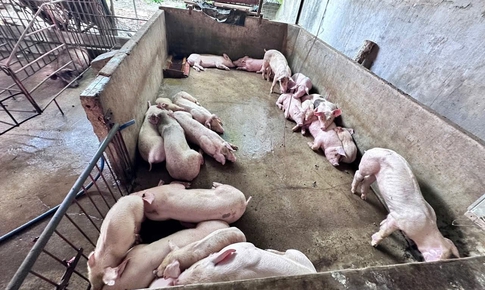 Triệt phá đường dây giết mổ lợn bệnh bán ra thị trường ở Đồng Nai
