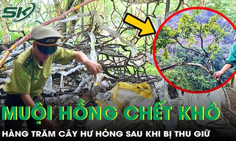 Hàng trăm cây muội hồng chết khô, không được ươm trồng sau khi thu giữ
