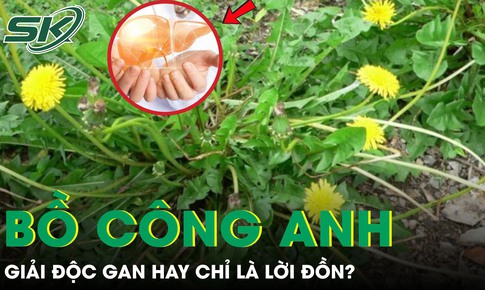 Rễ bồ công anh: ‘Thần dược’ giải độc gan hay chỉ là lời đồn?