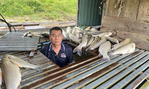 Cá lồng bè chết bất thường trên sông Lam, xã đề nghị tỉnh tìm nguyên nhân