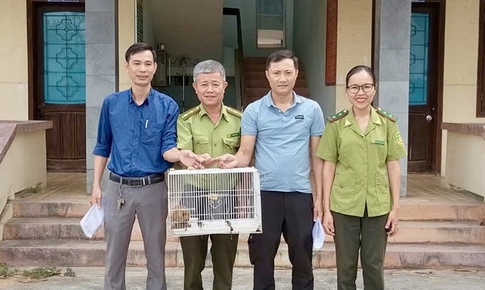Phát hiện cá thể linh trưởng quý hiếm có 'vũ khí đặc biệt' trong cơ quan