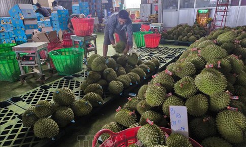 Giá sầu riêng giảm sâu, nông dân đối mặt thua lỗ