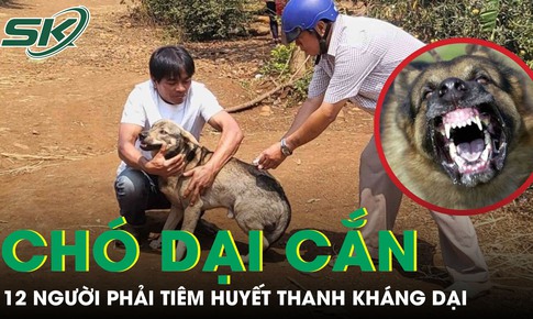 Chó hoang nghi dại cắn liên tiếp 12 người, trong đó có bé trai 6 tuổi