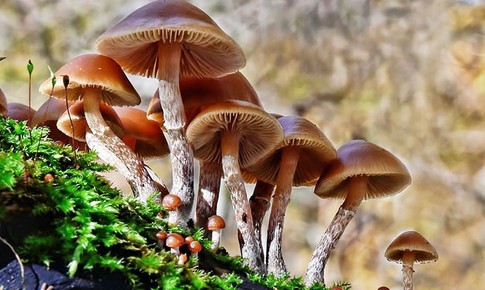 Khẩn trương điều tra vụ nghi ngộ độc nấm khiến 1 người tử vong tại Sơn La