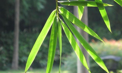 Tác dụng chữa bệnh của lá tre