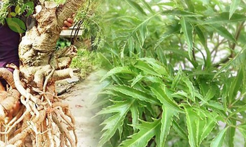 Những ai không nên uống nước đinh lăng