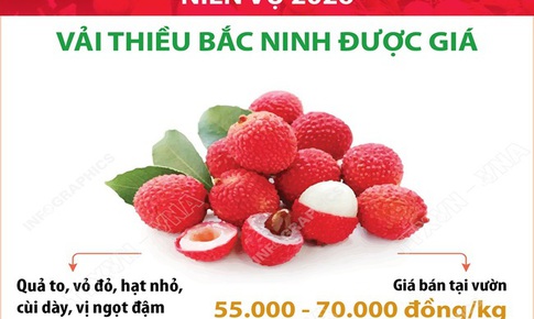 Niên vụ 2026: Vải thiều Bắc Ninh được giá